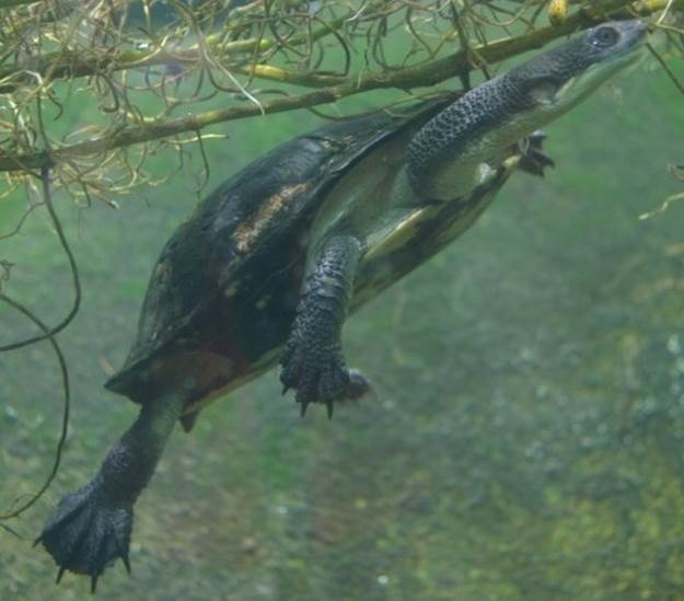 Eastern Long-Necked Turtle