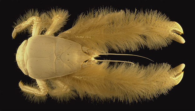 Yeti Crab (Kiwa hirsuta)