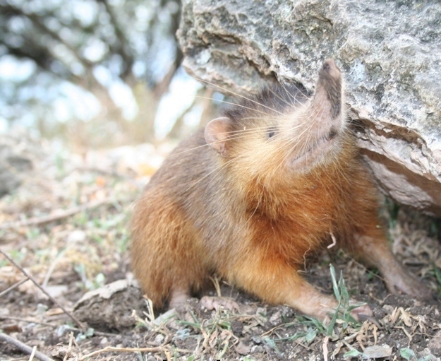 Hispaniolan Solenodon