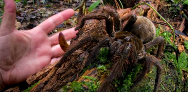 Terrifying Animals EMGN1